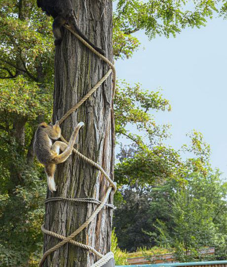 Welser Tiergarten Affen klettern auf Baum