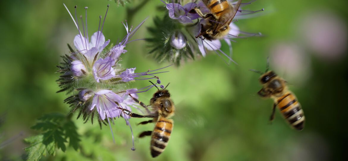 Bienen