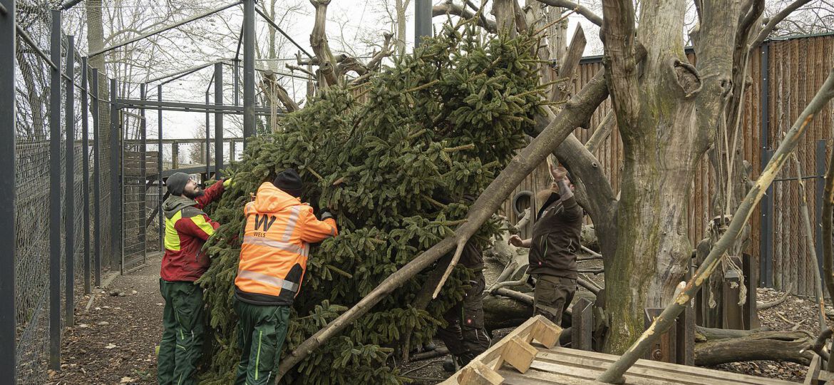 Mitarbeiter der Stadtgärtnerei und des Tiergartens positionieren die Spitze des großen Weihnachtsbaumes im Affengehege