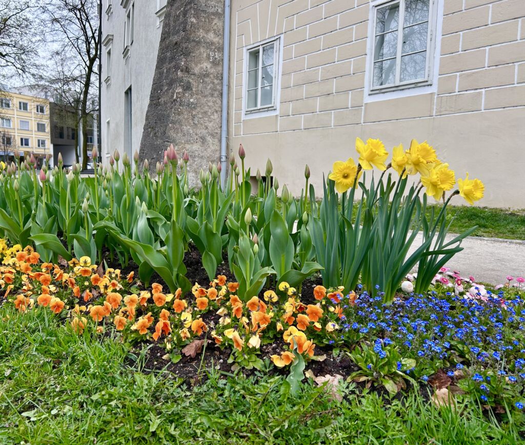 Frühlingsblumen im Pollheimerpark